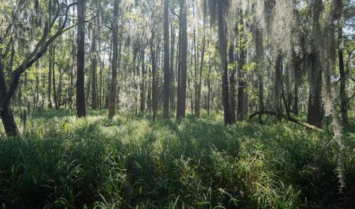 Photo #47 of 100 Hog Island, New Bern, NC 950.0 acres