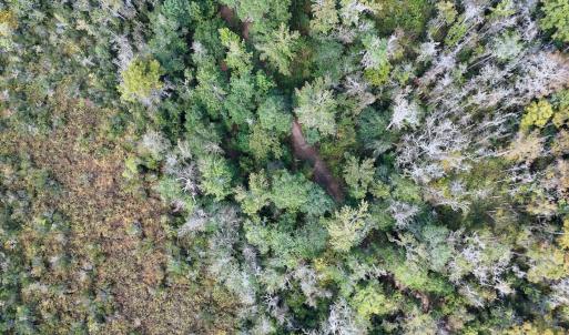 Photo #60 of 100 Hog Island, New Bern, NC 950.0 acres