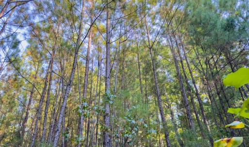 Photo #6 of Off Danville Drive, Fayetteville, NC 145.3 acres