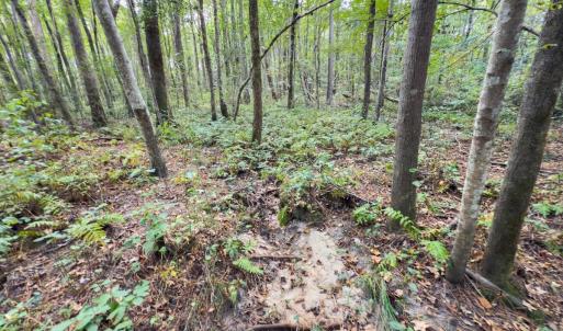 Photo #24 of Off Danville Drive, Fayetteville, NC 145.3 acres