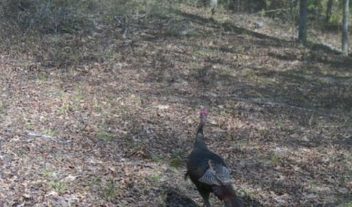 Photo #10 of Off Qualls Road, Hollister, NC 59.0 acres