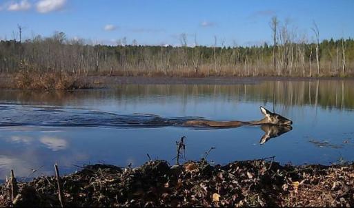 Photo #13 of Off Qualls Road, Hollister, NC 59.0 acres