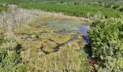 Photo #2 of Off Qualls Road, Hollister, NC 59.0 acres