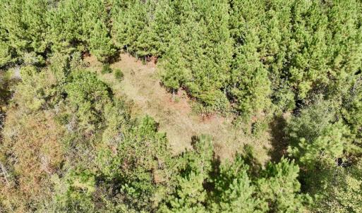 Photo #5 of Off Qualls Road, Hollister, NC 59.0 acres