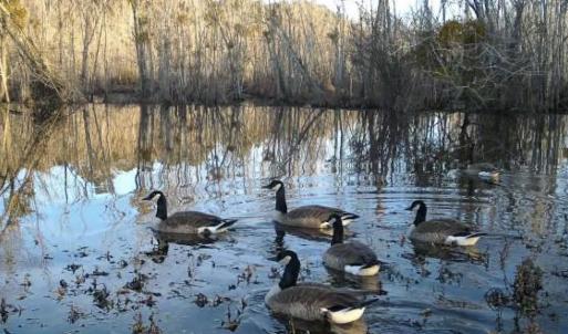 Photo #7 of Off Qualls Road, Hollister, NC 59.0 acres