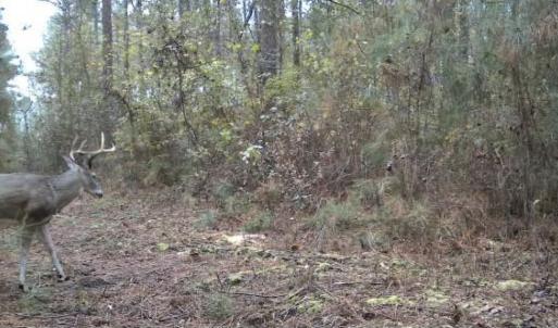 Photo #8 of Off Qualls Road, Hollister, NC 59.0 acres
