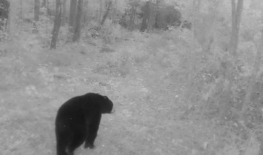 Photo #9 of Off Qualls Road, Hollister, NC 59.0 acres