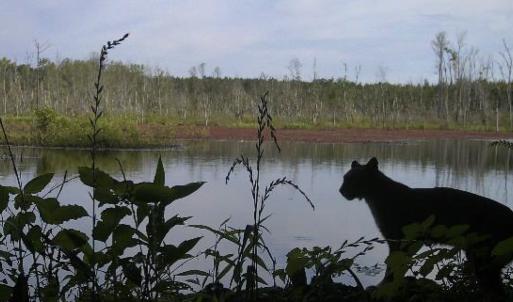 Photo #19 of Off Qualls Road, Hollister, NC 59.0 acres