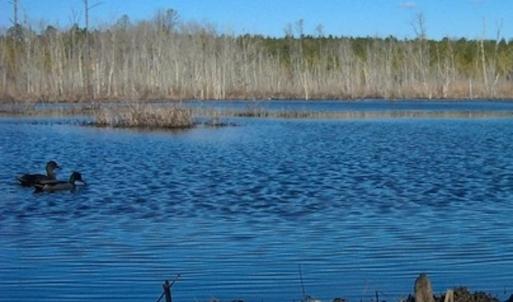 Photo #22 of Off Qualls Road, Hollister, NC 59.0 acres