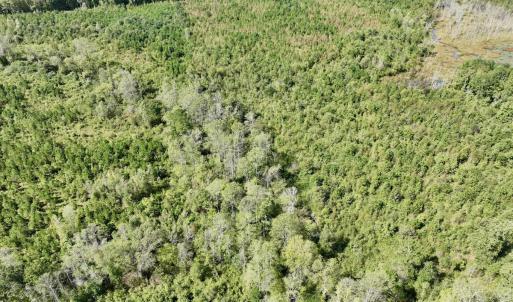 Photo #31 of Off Qualls Road, Hollister, NC 59.0 acres