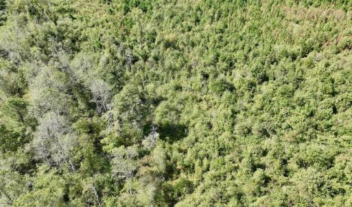 Photo #33 of Off Qualls Road, Hollister, NC 59.0 acres