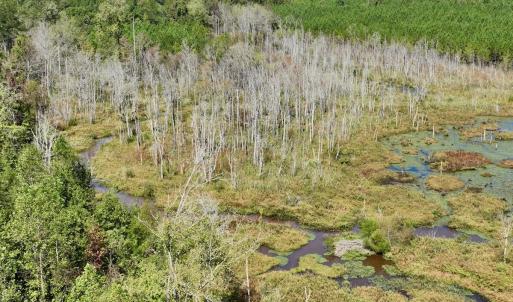 Photo #36 of Off Qualls Road, Hollister, NC 59.0 acres