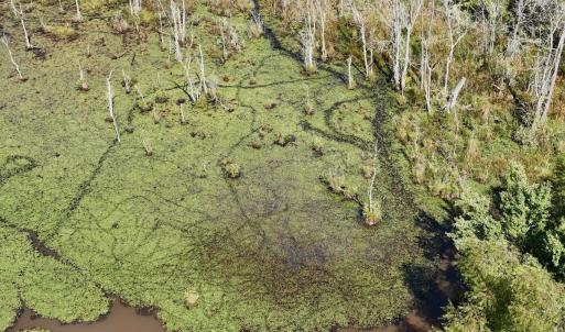 Photo #37 of Off Qualls Road, Hollister, NC 59.0 acres