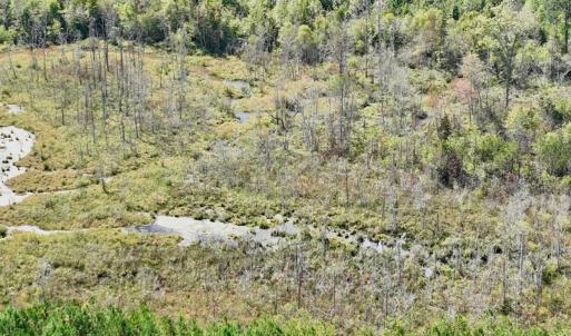 Photo #24 of Off Qualls Road, Hollister, NC 59.0 acres