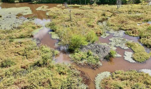 Photo #42 of Off Qualls Road, Hollister, NC 59.0 acres