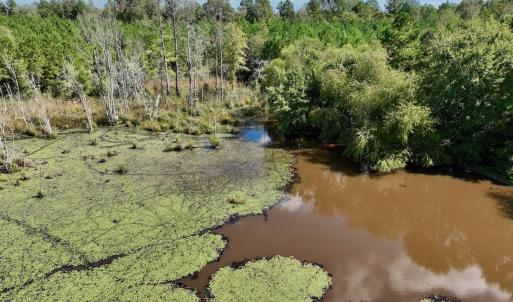 Photo #44 of Off Qualls Road, Hollister, NC 59.0 acres