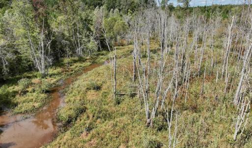 Photo #46 of Off Qualls Road, Hollister, NC 59.0 acres