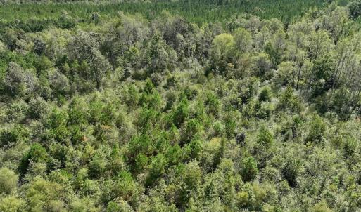 Photo #51 of Off Qualls Road, Hollister, NC 59.0 acres
