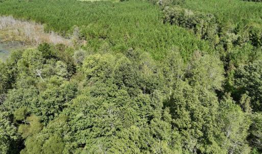 Photo #52 of Off Qualls Road, Hollister, NC 59.0 acres