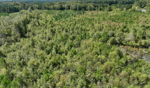 Photo #54 of Off Qualls Road, Hollister, NC 59.0 acres