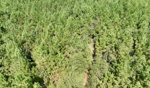Photo #55 of Off Qualls Road, Hollister, NC 59.0 acres