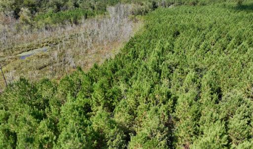 Photo #56 of Off Qualls Road, Hollister, NC 59.0 acres