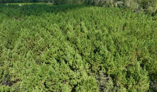 Photo #57 of Off Qualls Road, Hollister, NC 59.0 acres