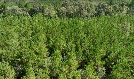 Photo #58 of Off Qualls Road, Hollister, NC 59.0 acres