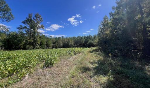 Photo #62 of Off Qualls Road, Hollister, NC 59.0 acres