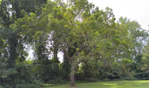 Photo #33 of Off Mann Oakley Road, Rougemont, NC 11.2 acres
