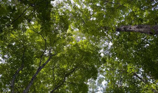 Photo #35 of Off Mann Oakley Road, Rougemont, NC 11.2 acres