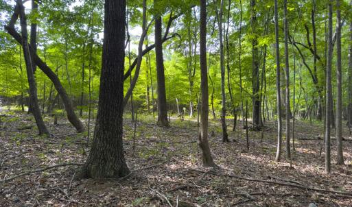 Photo #38 of Off Mann Oakley Road, Rougemont, NC 11.2 acres