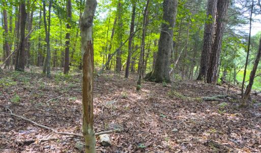 Photo #51 of Off Mann Oakley Road, Rougemont, NC 11.2 acres