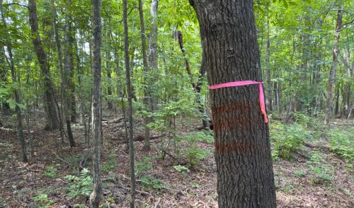 Photo #8 of Off Mann Oakley Road, Rougemont, NC 11.2 acres