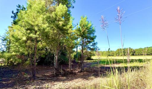 Photo #9 of Off Dew RD, Temperance Hill, SC 17.3 acres