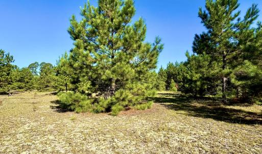 Photo #12 of Off Dew RD, Temperance Hill, SC 17.3 acres