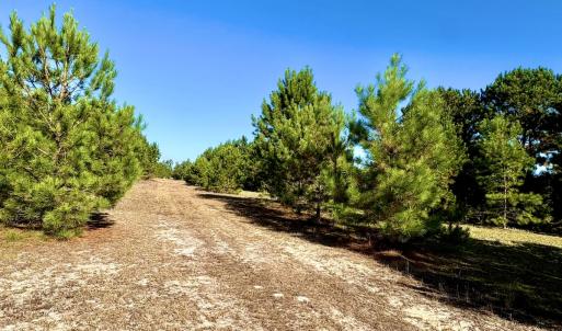 Photo #14 of Off Dew RD, Temperance Hill, SC 17.3 acres