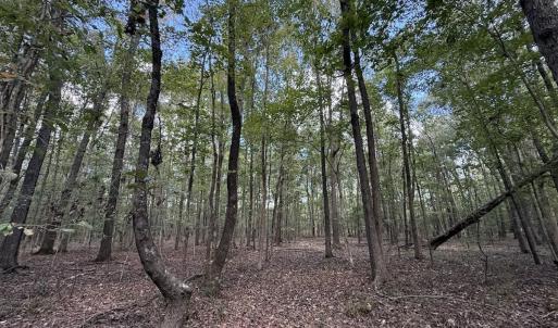 Photo #9 of 1945 Bolton Road, Rich Square, NC 90.3 acres