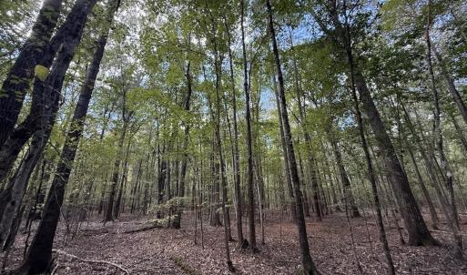 Photo #10 of 1945 Bolton Road, Rich Square, NC 90.3 acres