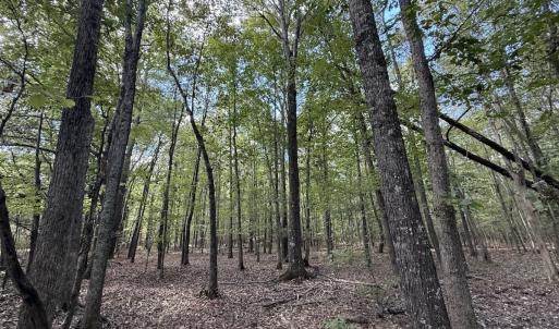 Photo #11 of 1945 Bolton Road, Rich Square, NC 90.3 acres