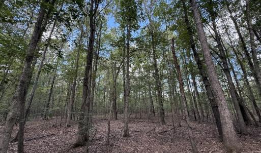Photo #12 of 1945 Bolton Road, Rich Square, NC 90.3 acres