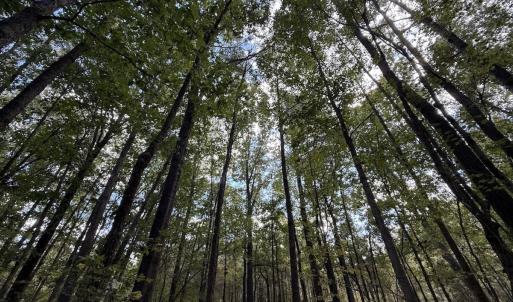 Photo #13 of 1945 Bolton Road, Rich Square, NC 90.3 acres