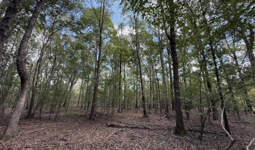 Photo #14 of 1945 Bolton Road, Rich Square, NC 90.3 acres