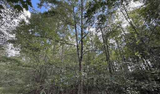 Photo #15 of 1945 Bolton Road, Rich Square, NC 90.3 acres