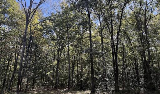 Photo #2 of 1945 Bolton Road, Rich Square, NC 90.3 acres