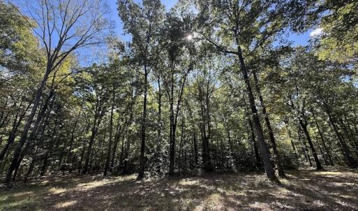 Photo #3 of 1945 Bolton Road, Rich Square, NC 90.3 acres