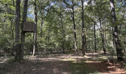 Photo #5 of 1945 Bolton Road, Rich Square, NC 90.3 acres
