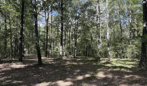 Photo #6 of 1945 Bolton Road, Rich Square, NC 90.3 acres