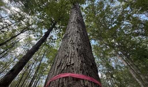 Photo #21 of 1945 Bolton Road, Rich Square, NC 90.3 acres