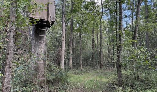 Photo #22 of 1945 Bolton Road, Rich Square, NC 90.3 acres